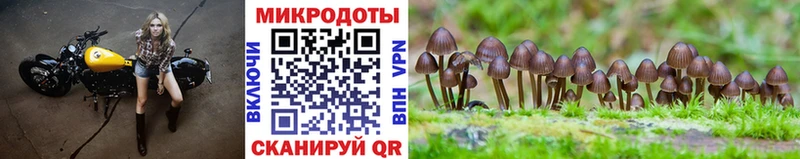 гидра вход  сколько стоит  Невельск  Галлюциногенные грибы Cubensis 